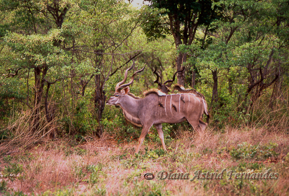 Kudu-Male-Zimbabwe